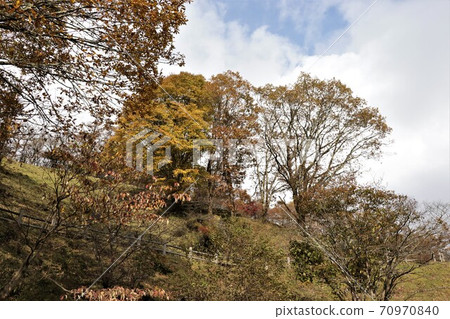Autumn leaves in Yokone Kogen, Tochigi Prefecture Autumn leaves in Yokone Kogen, Tochigi Prefecture 70970840