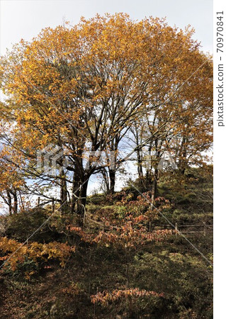 Autumn leaves in Yokone Kogen, Tochigi Prefecture Autumn leaves in Yokone Kogen, Tochigi Prefecture 70970841