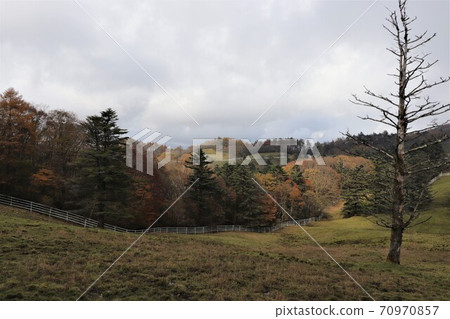 Autumn leaves in Yokone Kogen, Tochigi Prefecture Autumn leaves in Yokone Kogen, Tochigi Prefecture 70970857