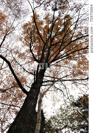 Autumn leaves in Yokone Kogen, Tochigi Prefecture 70970864