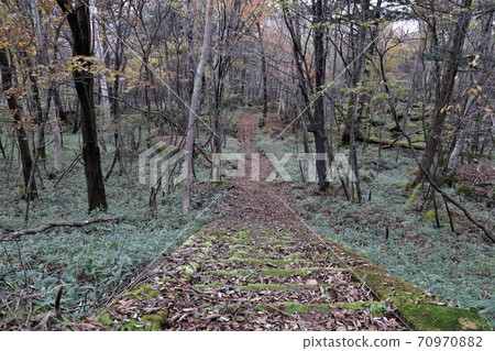 Deciduous promenade (Yokone Kogen, Tochigi Prefecture) Deciduous promenade (Yokone Kogen, Tochigi Prefecture) 70970882