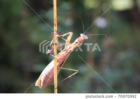 Female mantis during the spawning season Female mantis during the spawning season 70970992