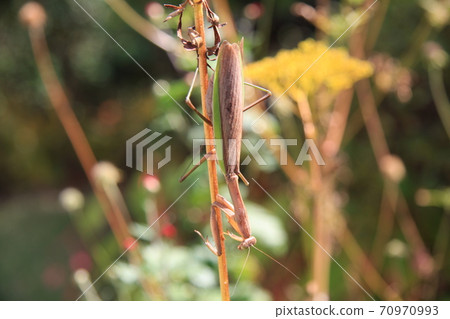Female mantis during the spawning season Female mantis during the spawning season 70970993