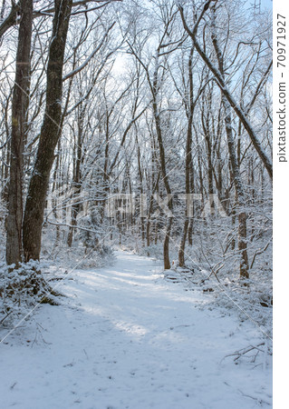 Fresh snow has piled up in the forest 70971927