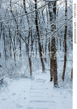Fresh snow has piled up in the forest 70971928