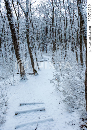 Fresh snow has piled up in the forest 70971929