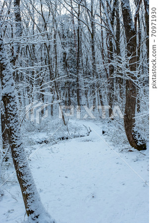 Fresh snow forest and road (Onhara plateau) 70971930