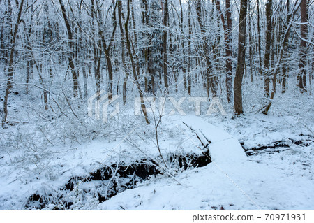 Fresh snow has piled up in the forest 70971931