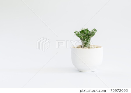 Cactus or succulent plants in pots, over white background. 70972093