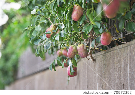 Mube fruit that has ripened red 70972392