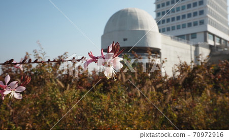 Namsan in autumn Namsan in autumn 70972916