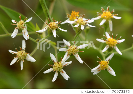 Beautifully lined sesame flowers in Tadami Town, Fukushima Prefecture Beautifully lined sesame flowers in Tadami Town, Fukushima Prefecture 70973375