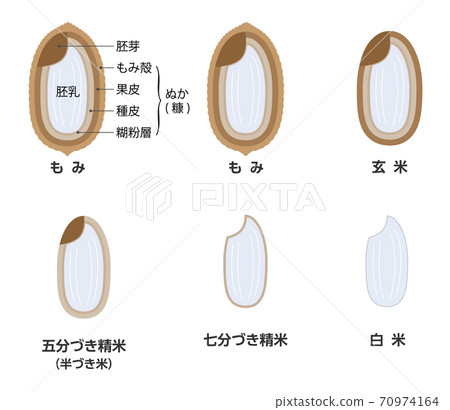 Rice milling process and types of rice 70974164