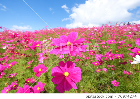 Cosmos field in a park in Hitachinaka City, Ibaraki Prefecture 70974274
