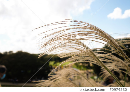 Japanese pampas grass in a park in Hitachinaka City, Ibaraki Prefecture 70974280