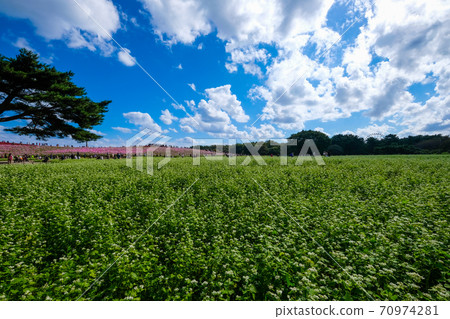 Soba field in a park in Hitachinaka City, Ibaraki Prefecture Soba field in a park in Hitachinaka City, Ibaraki Prefecture 70974281