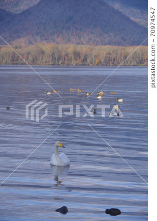 An elegant swan in nature. Lake Kussharo, Hokkaido. 70974547