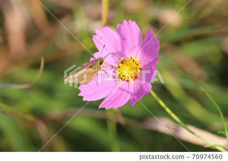 Small iron swift sucking pink cosmos nectar Small iron swift sucking pink cosmos nectar 70974560