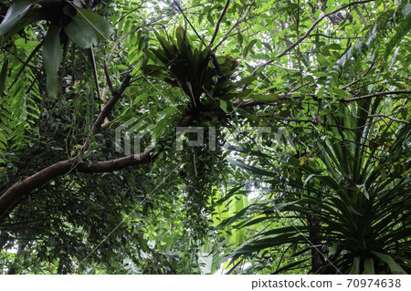 Green plants feel fresh surroundings Green plants feel fresh surroundings 70974638