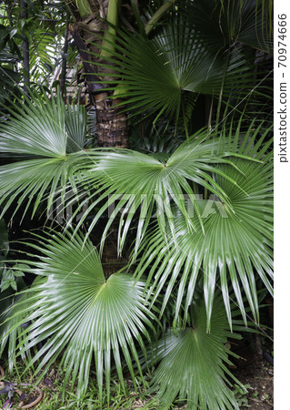 Green plants feel fresh surroundings Green plants feel fresh surroundings 70974666