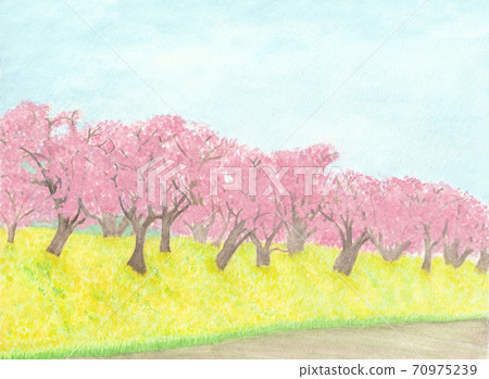 Row of cherry trees Row of cherry trees 70975239