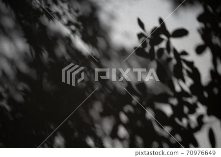 The shadow of the garden tree reflected on the plastered wall c-2-1 Dark 70976649