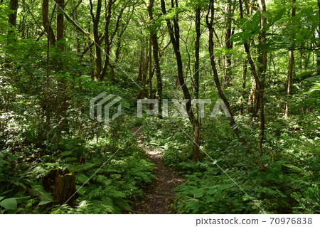 山毛櫸森林小徑 70976838