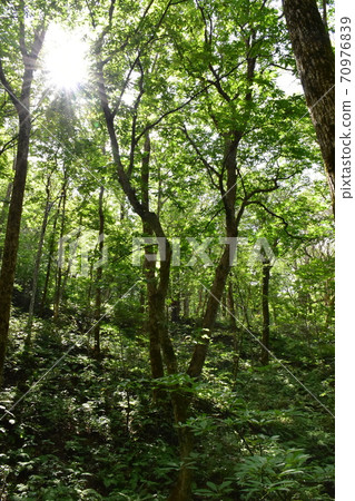 眼睛透過樹木與陽光相遇 70976839