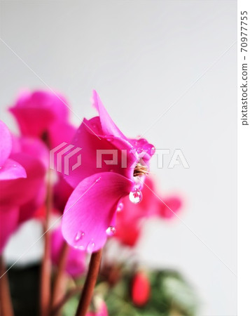 Drops of cyclamen Drops of cyclamen 70977755
