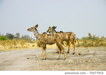 居住在卡拉哈里沙漠的庫杜族女性 70977958