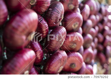 The famous Crimean red onion hangs in a bundle 70978202