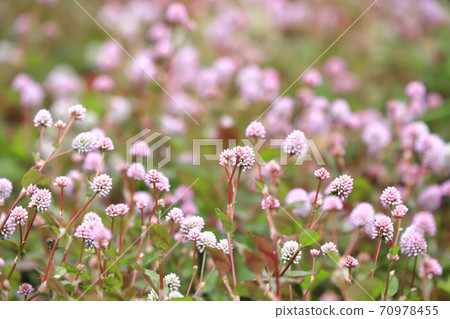 Pink knotweed (Pink knotweed) flower Pink knotweed (Pink knotweed) flower 70978455