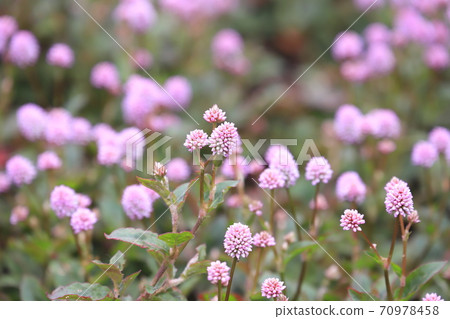 Himeturusoba(Himetsurusoba)花 Himeturusoba(Himetsurusoba)花 70978458