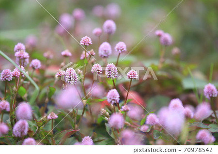Pink knotweed (Pink knotweed) flower Pink knotweed (Pink knotweed) flower 70978542