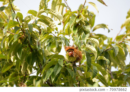 栗子樹 栗子樹 70978662