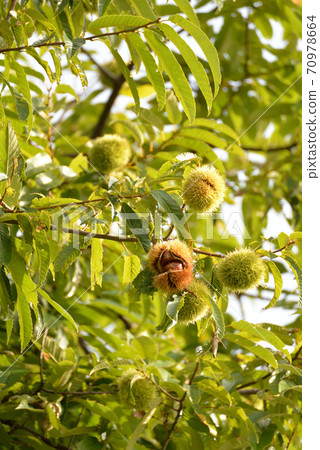 栗子樹 70978664