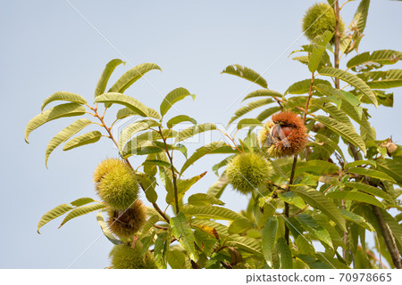 栗子樹 70978665
