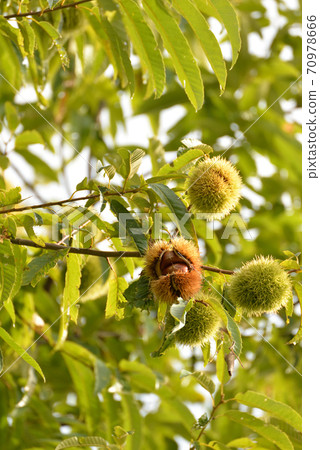 栗子樹 栗子樹 70978666