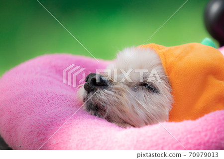 Halloween dog Halloween dog 70979013