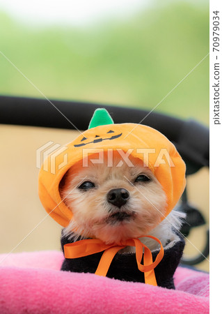 Halloween dog 70979034