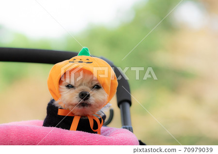 Halloween dog 70979039