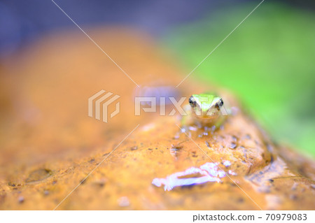 Front-facing frog larva 70979083