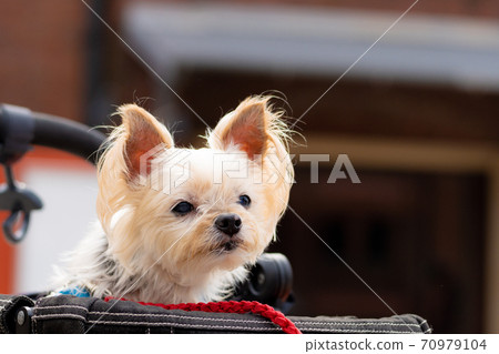 Red brick and dog Red brick and dog 70979104