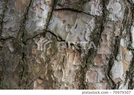Natural pine tree bark, close up photo, background Natural pine tree bark, close up photo, background 70979307