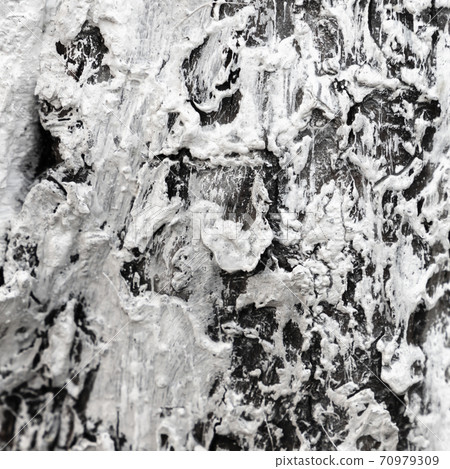 Bark is covered with layer of protective white paint Bark is covered with layer of protective white paint 70979309