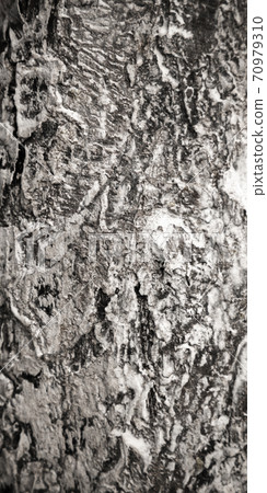 Bark is covered with layer of protective white paint Bark is covered with layer of protective white paint 70979310