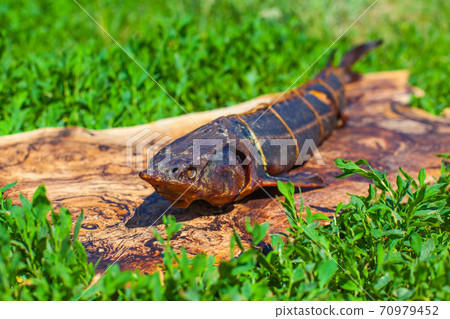 Photo of a hot smoked sturgeon lying on a wooden board on the grass at a fish farm 70979452
