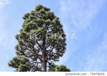 Pine trees towering in the blue sky 70979609