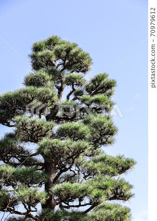 Towering pine tree 70979612