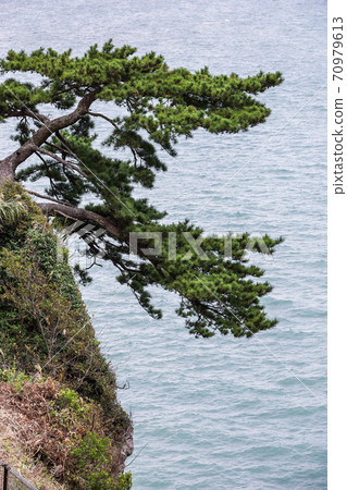 Seaside pine tree 70979613